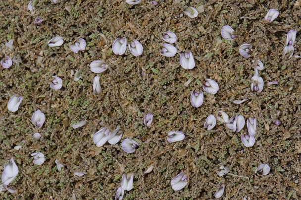 Dzika roślina w kwiatach w Parku Narodowym Lauca. - Zdjęcie, obraz