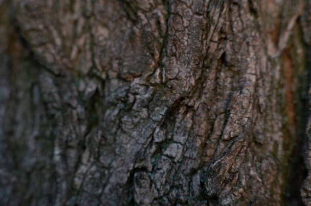 Old tree bark. The texture of the bark tree. Wood texture for designers - Fotografie, Obrázek