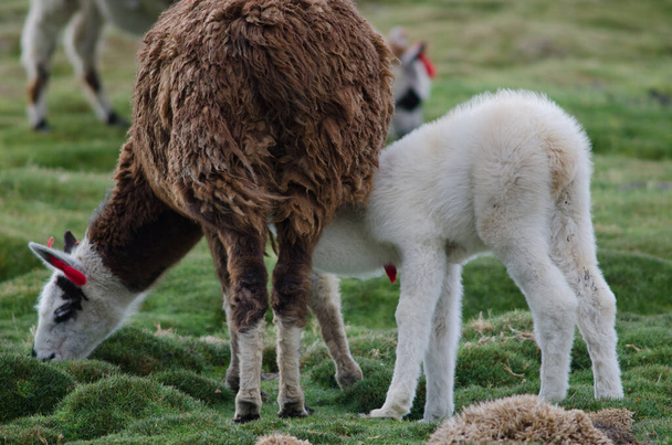 Baby alpaca Vicugna pacos suckling from her mother. - Photo, Image