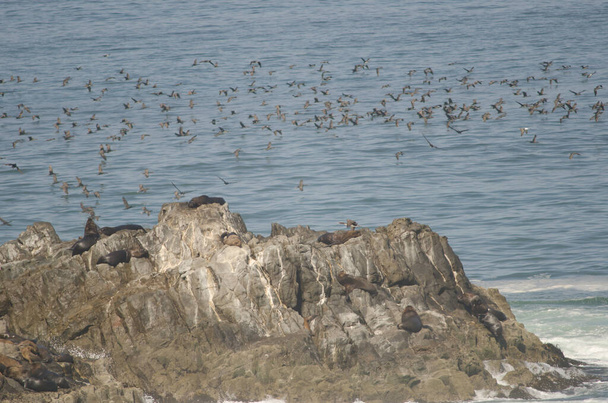 Leones marinos sudamericanos Otaria flavescens y cormoranes guanay Leucocarbo bougainvillii en el fondo
. - Foto, Imagen