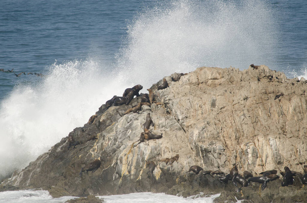 Falésia rochosa com leões-marinhos sul-americanos
. - Foto, Imagem