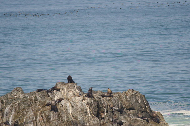 Zuid-Amerikaanse zeeleeuwen en guanay aalscholvers op de achtergrond. - Foto, afbeelding