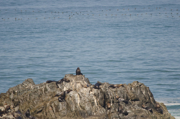 Leones marinos sudamericanos y cormoranes guanay en el fondo
. - Foto, Imagen