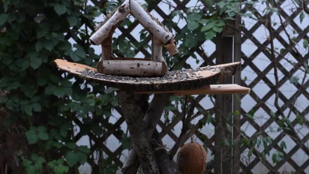 Велика синиця, горобці їдять насіння в саду, м'який фокус, крупним планом. На відео показано годівницю для птахів з дерева. Час від часу маленький птах наливає на нього і приймає їжу
. - Кадри, відео