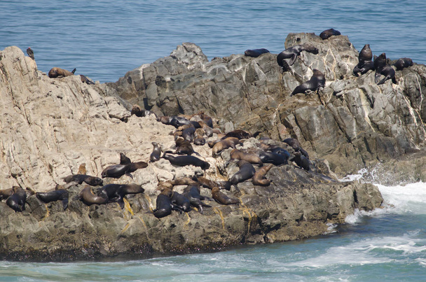 Zuid-Amerikaanse zeeleeuwen op een rots. - Foto, afbeelding