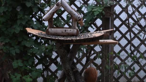 De video toont een vogelvoeder van hout. Af en toe stroomt er een vogeltje over hem heen en neemt voedsel mee.. - Video