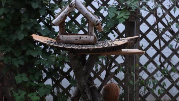 ビデオは木で作られた鳥の供給装置を示しています。時には小さな鳥が彼に注ぎ、食べ物を取る. - 映像、動画