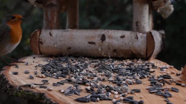 O vídeo mostra um alimentador de pássaros feito de madeira. De vez em quando um pequeno pássaro derrama sobre ele e leva comida
. - Filmagem, Vídeo