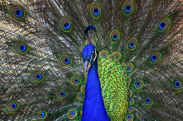 Close-up de um pavão e sua plumagem
 - Foto, Imagem