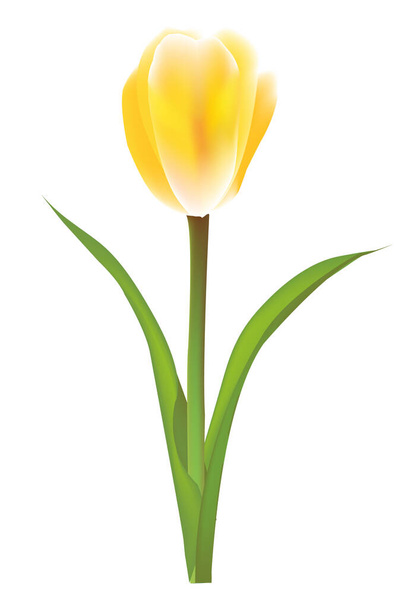 Tulip flower spring plant icon - Vektor, Bild