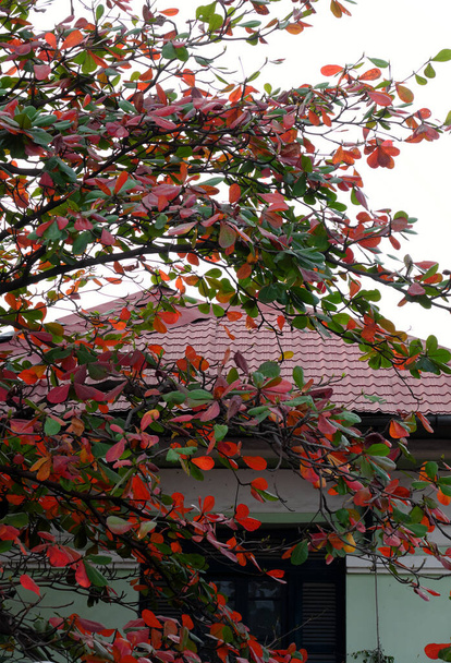 ベトナムのホーチミン市の木製窓の前にあるTerminalia Catappaツリーのヴィラ、赤い古い葉を持つ木の素晴らしい枝は冬に活気のあるシーンを作ります、ベトナム - 写真・画像