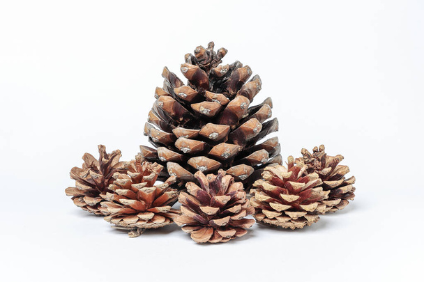horizontal view of a set of pinecones, one large and five smaller, isolated on white background - Photo, Image