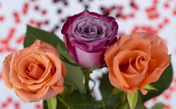 εκπληκτικά όμορφο τριαντάφυλλο λουλούδι από κοντά. ντελικάτο λουλούδι είναι ξαπλωμένο στο ερπετό σε σχήμα καρδιάς. το θέμα της αγάπης, ρομαντικό φόντο για την ημέρα του Αγίου Βαλεντίνου - Φωτογραφία, εικόνα