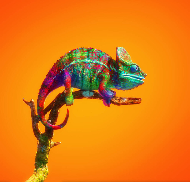 Camaleão colorido em um ramo isolado em fundo laranja. Esta é uma ilustração de renderização 3d
 . - Foto, Imagem