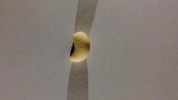 Czarnooki groszek lub fasola Vigna unguiculata lub makro shot z ciecierzycy Obracające się obracanie - Materiał filmowy, wideo