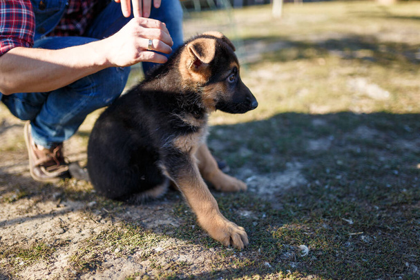 German shepherd puppy being examined or petted by his owner outdoors. Little sheepdog sitting on the ground. Love and care of domestic animals concept. - Photo, Image