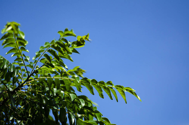 Primer plano, hojas frescas de curry (Murraya koenigii o Bergera koenigii) en el jardín de plantas. brillante día soleado y poca profundidad de fondo de campo
 - Foto, Imagen