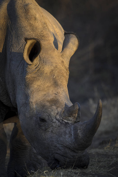 Rinoceronte branco ou rinoceronte quadrado ou rinoceronte (Ceratotherium simum). Província do Noroeste. África do Sul
 - Foto, Imagem
