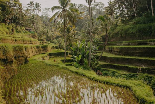 famous balinese landmark Tegalalang rice terraces. Bali tourism concept - Foto, Imagem
