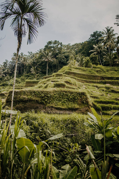 Tegalalang rice terrace in the Ubud, Bali. Indonesian landscape. Famous scene of the green paddies involving the subak (traditional Balinese cooperative irrigation system). Popular tourist attraction. - Fotoğraf, Görsel