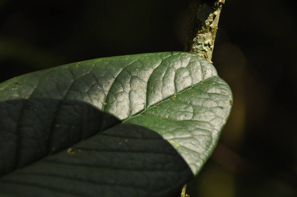 Liście tropikalnych roślin rosnących w dżungli. Szczegóły inneracji ostrza liścia. Nerwy i połączenia elementów zielonych - Zdjęcie, obraz
