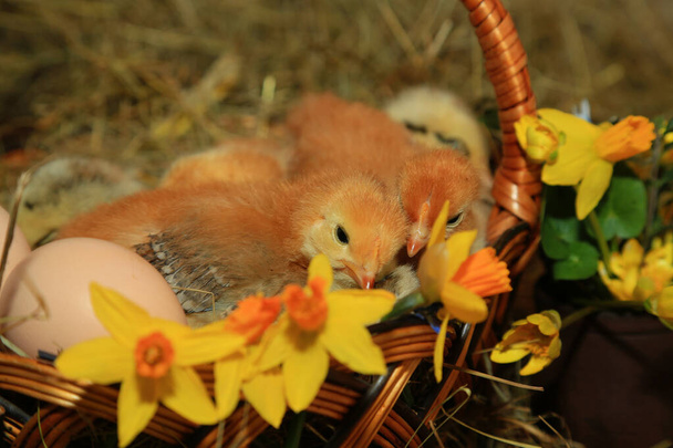 Paskalya süsleri, uyuyan tavuklar sepette. Üstad Gray, Tetra, çıplak boyunlu, samanların, yumurtaların ve çuha çiçeklerinin arasında - Fotoğraf, Görsel