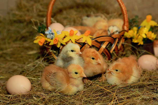 Пасхальное украшение - Куры Мастер Грей, Тетра, с голой шеей на фоне сена, корзины, яиц и первоцветов
 - Фото, изображение