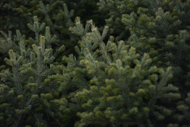 Background. Spruce and fir branches close-up. - Photo, Image