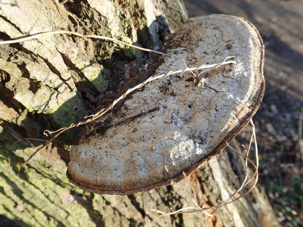 Nahes Detail eines Polyporus an einem Baumstamm - Foto, Bild