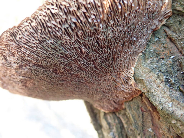 el detalle íntimo del pólipo sobre el tronco del árbol
 - Foto, imagen