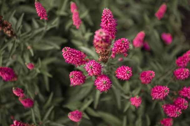 Rózsaszín virágok háttér. Első szerelem évelő növény. Top view természet textúra. Rózsaszín és zöld természetes háttér. Litvánia, Klaipeda. - Fotó, kép
