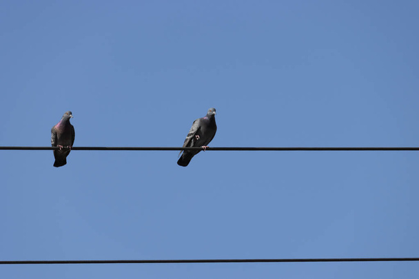 Pigeons sitting on the electric wire on a blue background.  - Фото, изображение