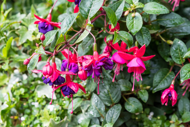 Delicate vivd pink and purple fuchsia flowers and green leaves in a garden pot on a sunny summer day, beautiful outdoor floral background photographed with soft focus - Photo, Image