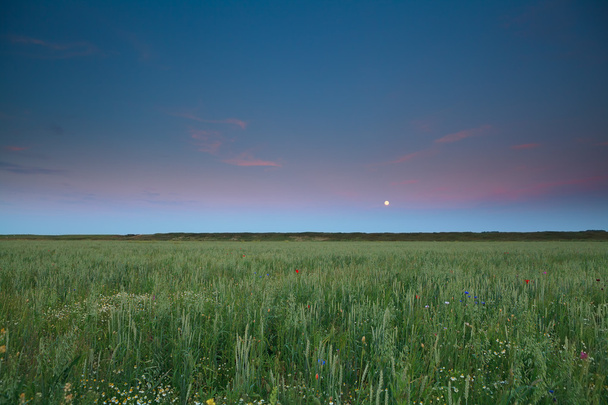 lua cheia sobre trigo e campo de cevada
 - Foto, Imagem
