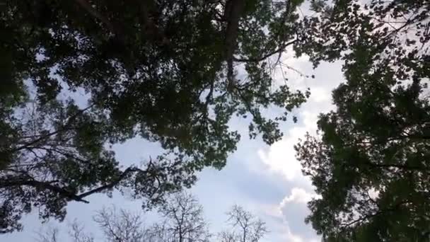 Waldbäume mit Sonnenlicht der Natur - Filmmaterial, Video