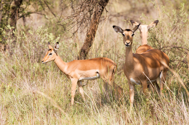 Three young Impalas grazing - Photo, Image