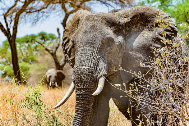 Vahşi doğadaki şirin bir filin kafasının yakın plan çekimi. - Fotoğraf, Görsel