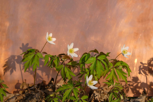 Forest anemone flowers on copper plate background. Copper surface. Copy space. - Photo, Image