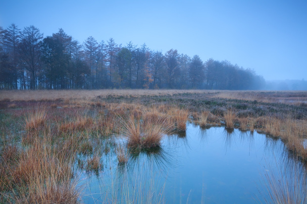 autumn misty fog over swamp - Photo, Image