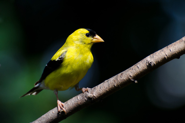 American Goldfinch Against a Green Background - Фото, изображение
