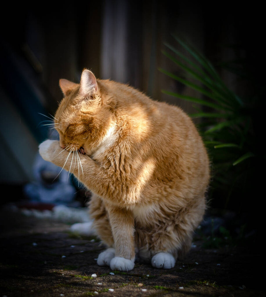 cat enjoys the early spring sun - Photo, Image