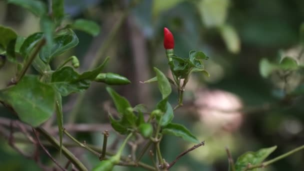 Red little hot pepper grows on a bush. Hot chili peppers on a tree - Footage, Video