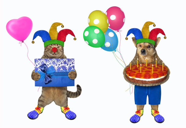 Собака і кіт одягнені в костюми клоунів. Перший з них містить святковий фруктовий пиріг з сімома свічками, другий містить подарункову коробку. Білий фон. Ізольовані
. - Фото, зображення