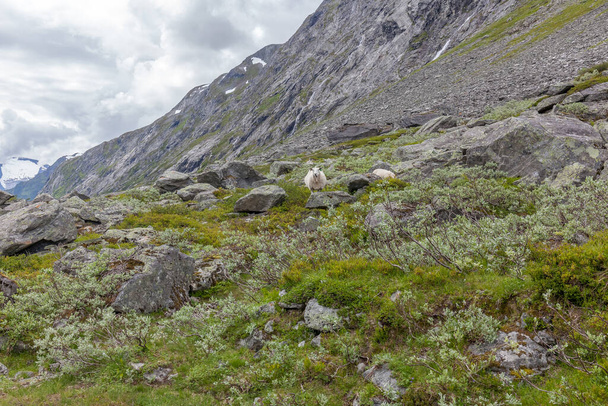 A sheep running through the mountainsin Norway - Foto, afbeelding