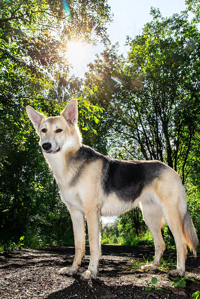 Loyal dog standing on path on sunny day in green grove in city outskirts - Valokuva, kuva