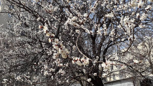 La primavera è venuta e i fiori di alberi e piante il fiorito
 - Foto, immagini