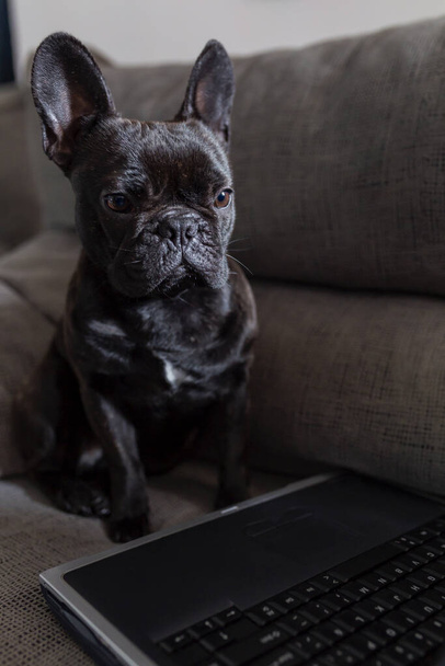 dog watching the computer at home, black french bulldog - Fotoğraf, Görsel