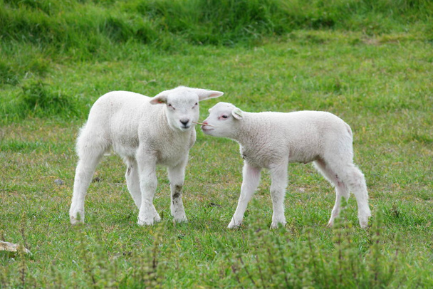 Lambs and Sheep on the dutch dike by the lake IJsselmeer, Ανοιξιάτικες απόψεις, Ολλανδία Noordoostpolder Flevoland - Φωτογραφία, εικόνα
