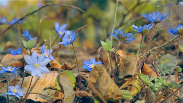 I primi fiori blu primaverili su una radura glassata in una giornata di sole. Il vento scuote i fiori. Ritirato Blackmagik 6k
. - Filmati, video