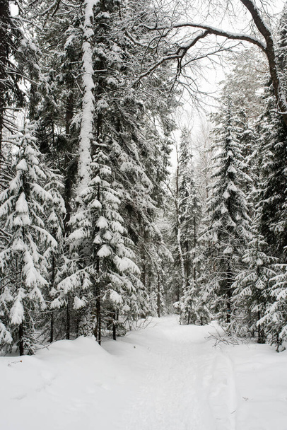 snow-covered, coniferous, white forest, after a night of snowfall and tourists walking with huge backpacks along the path winding among the firs - Photo, image